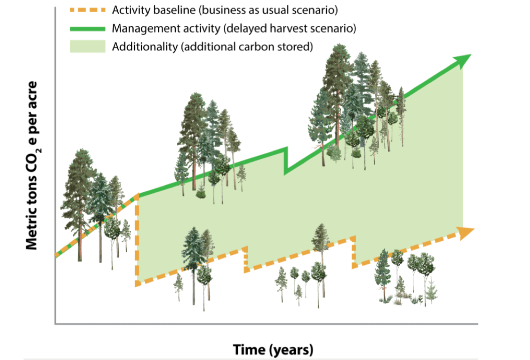 Line graph showing "Metric tons CO2e per acre" over time with illustrated trees. A dashed orange line (baseline) stays low, while a solid green line (management activity) rises, indicating increased carbon storage through forest management.