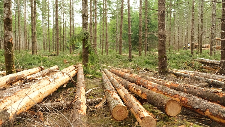 Several logs lie on the forest floor among standing trees in a partially cleared area, with cut branches and foliage scattered around, indicating recent logging activity.